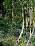 Milton Abbas Woods nearby